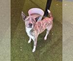 Small Australian Shepherd Mix
