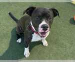 Small #3 American Pit Bull Terrier