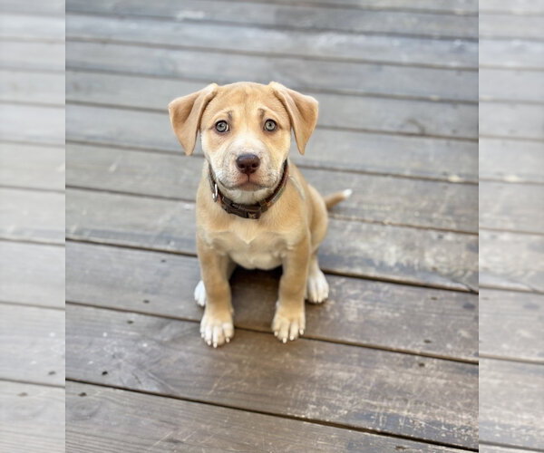 Medium Photo #1 Labrador Retriever-Unknown Mix Puppy For Sale in Tarrytown, GA, USA