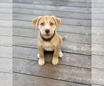 Small Labrador Retriever Mix