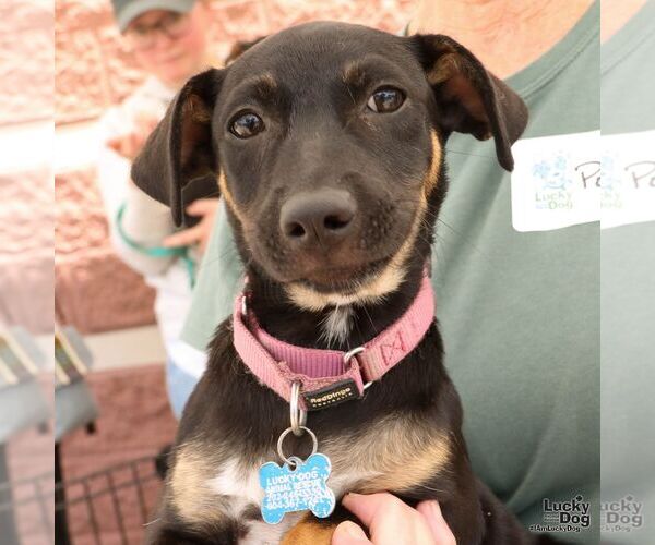 Medium Photo #4 Dachshund-Unknown Mix Puppy For Sale in Washington, DC, USA
