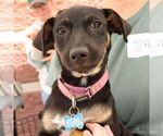 Small #3 Dachshund Mix