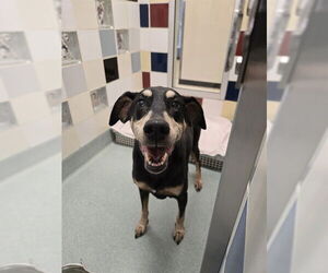 Doberman Pinscher-Unknown Mix Dogs for adoption in Plano, TX, USA