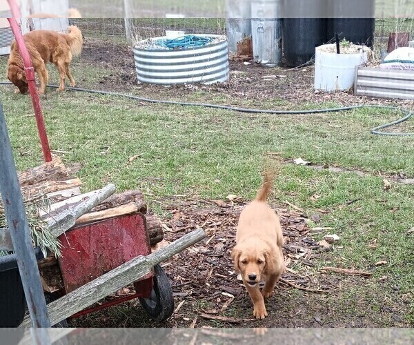 Medium Photo #7 Golden Retriever Puppy For Sale in GOODELLS, MI, USA