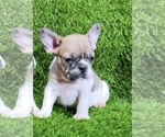 Small Photo #1 French Bulldog Puppy For Sale in TULSA, OK, USA