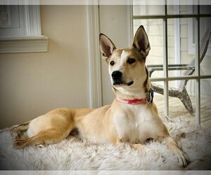 Carolina Dog-Unknown Mix Dogs for adoption in Candler, NC, USA