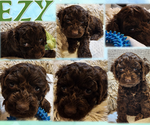 Small Photo #3 Cockapoo Puppy For Sale in GADSDEN, AL, USA