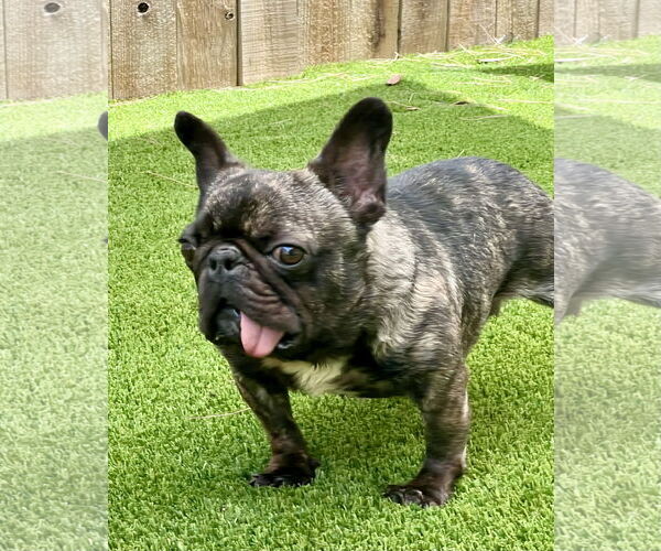 Medium Photo #3 French Bulldog Puppy For Sale in Mission Viejo, CA, USA