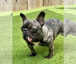 Small #2 French Bulldog