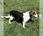 Small #4 Bagle Hound