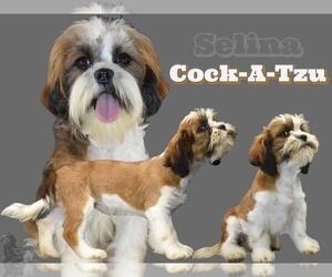 Mother of the Cock-A-Tzu puppies born on 01/04/2023