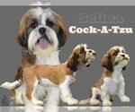 Small Photo #1 Cock-A-Tzu Puppy For Sale in SAN DIEGO, CA, USA