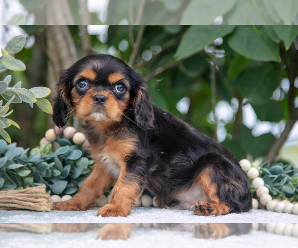 Medium Photo #8 Cavalier King Charles Spaniel Puppy For Sale in SALEM, IN, USA