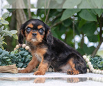Small #1 Cavalier King Charles Spaniel