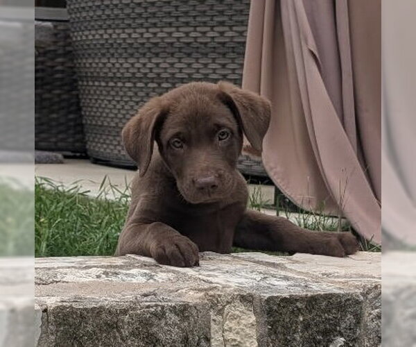 Medium Photo #2 Labrador Retriever-Unknown Mix Puppy For Sale in Fort Worth, TX, USA