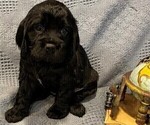 Small Photo #2 Cockalier Puppy For Sale in HERNDON, VA, USA