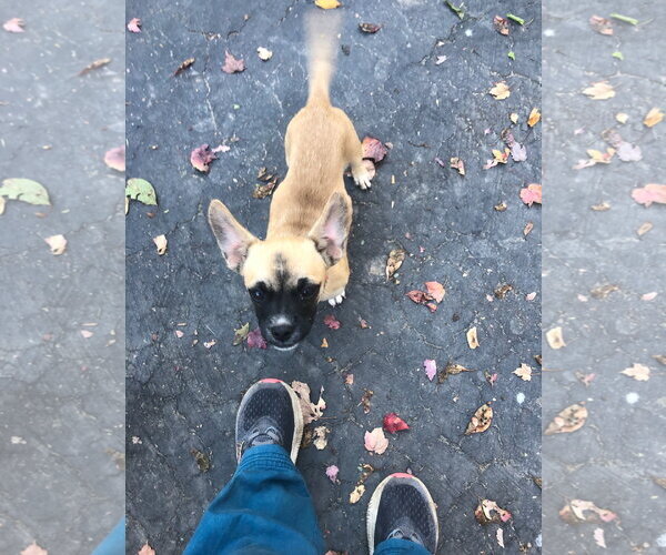 Medium Photo #4 French Bulldog-Unknown Mix Puppy For Sale in Wakefield, RI, USA