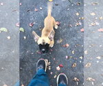 Small Photo #4 French Bulldog-Unknown Mix Puppy For Sale in Wakefield, RI, USA
