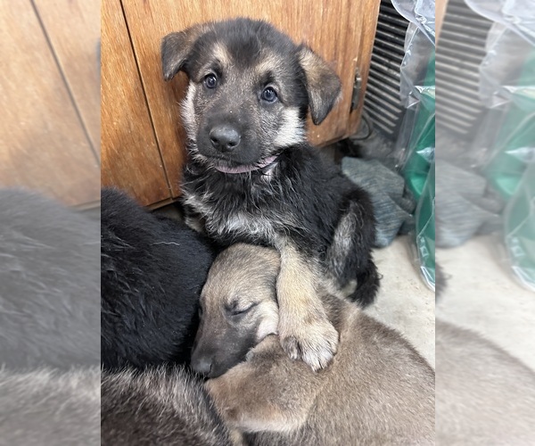 Medium Photo #2 German Shepherd Dog Puppy For Sale in WADENA, MN, USA