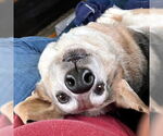 Small #3 Basset Hound
