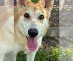 Small #1 Siberian Husky Mix