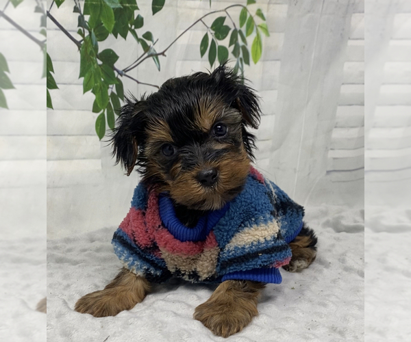 Medium Photo #1 Shorkie Tzu Puppy For Sale in SELLERSBURG, IN, USA