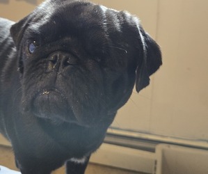 Father of the Pug puppies born on 06/03/2025