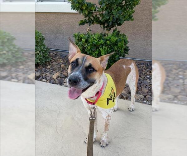 Medium Photo #1 Mutt Puppy For Sale in Las Vegas, NV, USA