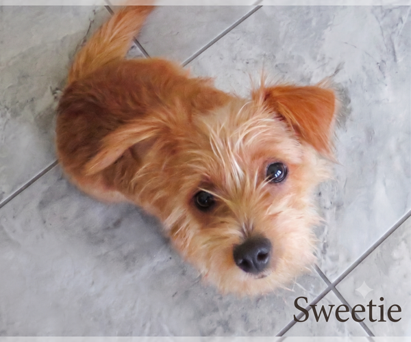 Medium Photo #3 Cairn Terrier-Unknown Mix Puppy For Sale in Grovertown, IN, USA
