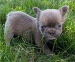 Small Photo #68 French Bulldog Puppy For Sale in GOSHEN, IN, USA