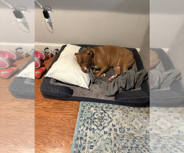 Medium Photo #4 Mutt Puppy For Sale in Brewster, NY, USA