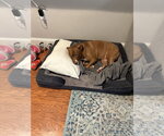 Small #3 Mutt