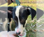 Harper - Female Mutt Dog for Adoption - Small photo