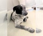 Small Texas Heeler