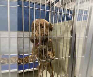 Labrador Retriever Dogs for adoption in Bakersfield, CA, USA