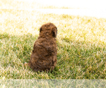 Small Photo #10 Poodle (Miniature) Puppy For Sale in MILLERSBURG, IN, USA