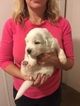 Small Photo #2 Great Pyrenees Puppy For Sale in RED HOUSE, WV, USA