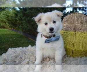 American Eskimo Dog Puppy for sale in HONEY BROOK, PA, USA