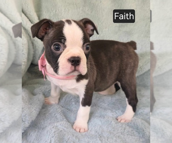 Medium Photo #2 Boston Terrier Puppy For Sale in MINERAL WELLS, WV, USA