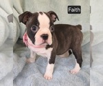 Small #1 Boston Terrier