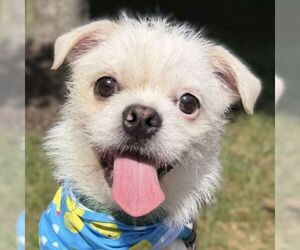 Mutt Dogs for adoption in Arlington, VA, USA