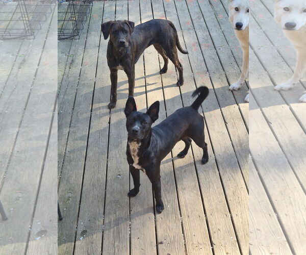 Medium Photo #2 Mutt Puppy For Sale in Thomasville, NC, USA