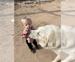 Great Pyrenees Dogs for adoption in Dana Point, CA, USA
