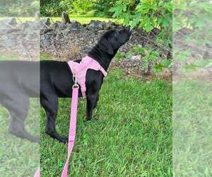 Finita - Female Mutt Dog for Adoption - Photo #4