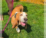Small #2 Basset Hound Mix