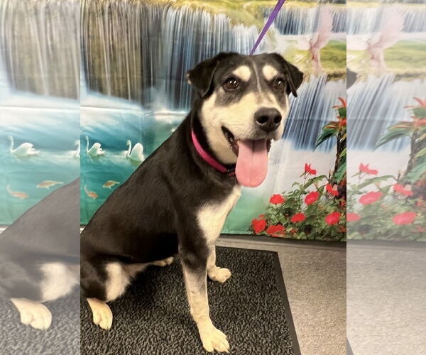 Medium Photo #1 Mutt Puppy For Sale in Euless, TX, USA