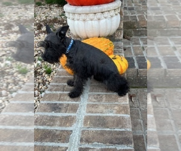Medium Photo #2 Schnauzer (Miniature) Puppy For Sale in SOMERVILLE, AL, USA