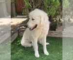 Small #3 Great Pyrenees