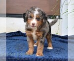 Small #3 Bernedoodle (Miniature)