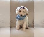 Small #3 Goldendoodle (Miniature)